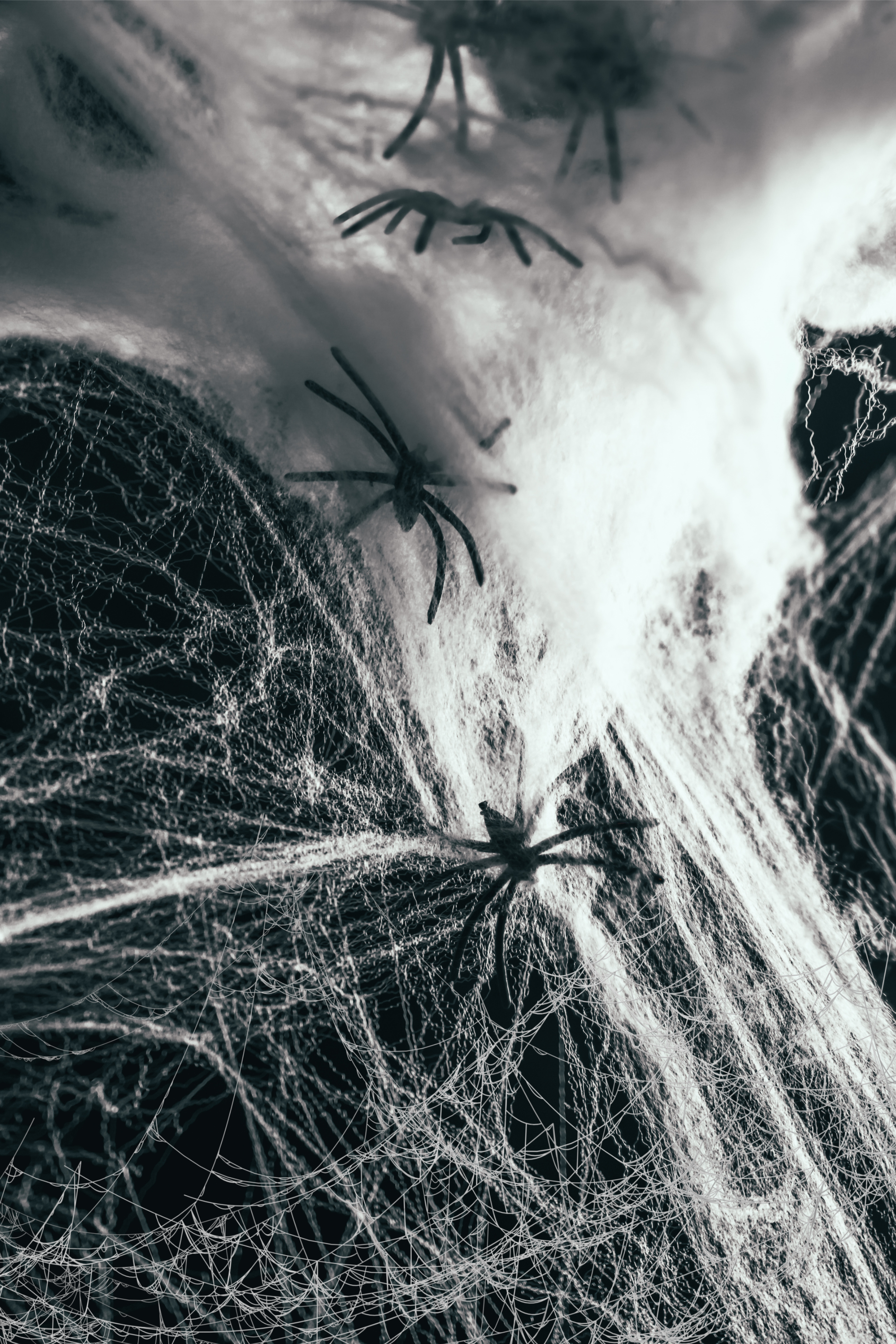 Spiderweb Spooky